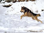 Wolf Jumping Over Snow