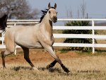 Buckskin Horse in a Pasture