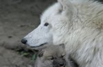 Mother Wolf
