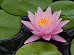 Lotus flower