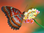 Butterfly on Flowers