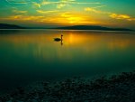Amazing Calm Lake and Lone Swan