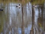 Ducks on pond