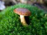 Mushroom Focus