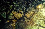 Old Tree