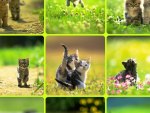 COLLAGE OF KITTENS.