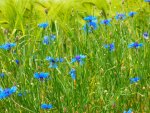 Cornflowers