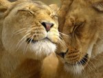 LOVING LIONS
