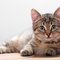 Hello! Cuddle me cat