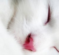 White sleeping kitten