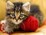 Kitty with wool ball