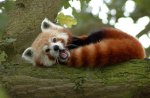 RED PANDA