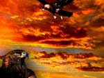 Golden Eagle
