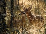 2 Deers In A Forest