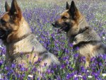 German Shepherd In Flowers