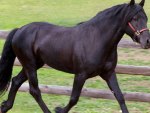 Trotting Friesian