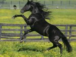 Friesian Stallion
