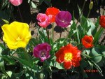 The Wooden Shoe Tulips