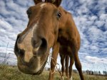 HORSE CLOSEUP