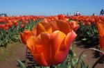 A Row of One Color Tulip