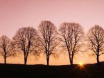 Trees at Sunset