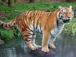 tiger balancing on a rock