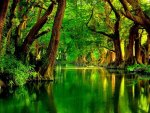 Green river in green forest