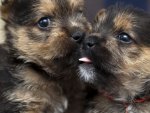 cute puppies