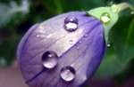 Drop on a bellflower