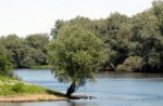 Tree by the river