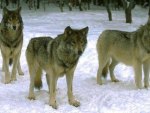 Wolf Pack Waiting On The Hunt