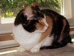Cricket--A Calico Kitty Cat