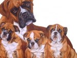 FAMILY OF BOXER DOGS