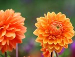 Orange Dahlias