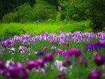 The Meadow of Iris