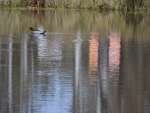 Lovely winters day a duck and a pretty reflection