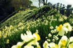 Hills Covered in Daffodils