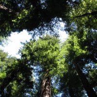 The Tall Redwoods