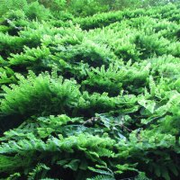 Fern Carpet