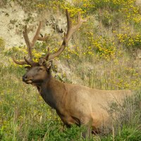 The great elk