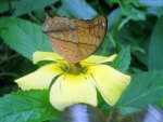 Butterfly on flower