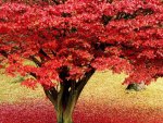 Red Tree