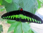 Rajah Brooke's Birdwing