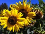 Sunflowers