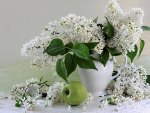 Aromatic lilacs