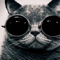 Cool Kitty
