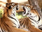 Two Tigers