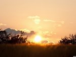 Wheat field sunset