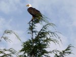August Bald Eagle