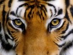 Tiger Eyes II
